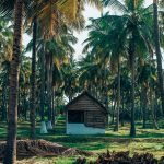 The Lost Tusk-Kerela-uae-dubai (11)