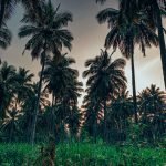 The Lost Tusk-Kerela-uae-dubai (49)