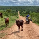 uganda road trip-cattle