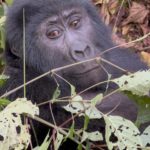 uganda road trip-chimp