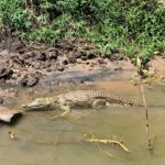 uganda road trip-crocodile