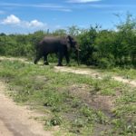uganda road trip-elephant