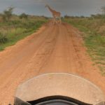 uganda road trip-giraffe
